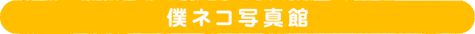 僕ネコ写真館
