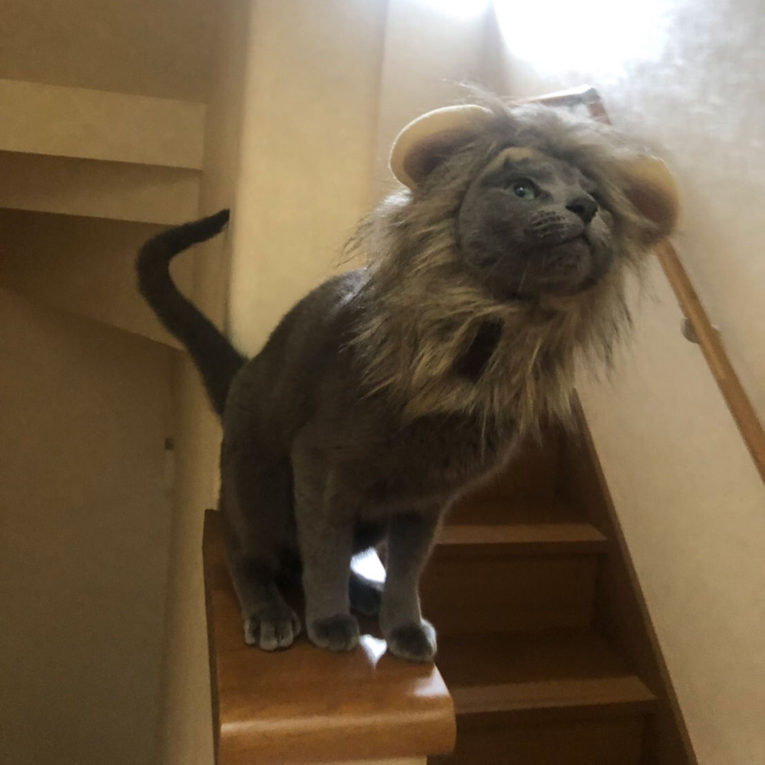 アナタの身近なライオン キング大募集 にゃあにゃあずが歌う サークル オブ ライフ のmvの主役に Disney Music