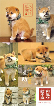 豆助代目実写版シール！NEW！