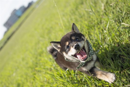 20161130A 卓上表紙