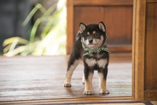 20161130B 壁掛カレンダー表紙